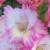 gladioluscflomothernaturenagc1a1