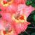 gladioluscfloorangeeffectnagc1a