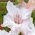 gladioluscflostatelyladynagc1a