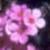 androsacecflorigidakevock1a1a