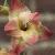 gladiolusbutterflyflot9a1a