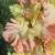 gladioluscfloakvarelnagc1a1a