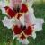 gladioluscfloboldheartnagc1a1