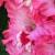 gladioluscfloextravaganteyesnagc1a