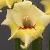 gladioluscfloflevosmilencoe1a1