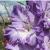 gladioluscflogolubojvodopadnagc1a1
