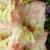 gladioluscflohappyfacenagc1a