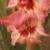 gladioluscfloharvestsunsetnagc1a1