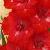 gladioluscflohuronjewelncoe1a1