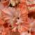 gladioluscflojuicyfruitnagc1a