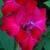 gladioluscflomagicrosenagc1a