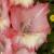 gladioluscflomerrimentnagc1a1