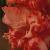 gladioluscflomercymenagc1a