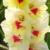 gladioluscflonaturalflamenagc1a
