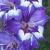 gladioluscflonochnayamelodiyanagc1a1