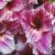 gladioluscflopassionnagc1a
