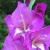 gladioluscflopulchynagc1a