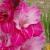 gladioluscfloroseflashnagc1a