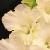 gladioluscfloruthannncoe1a1a