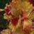 gladioluscflosassynagc1a