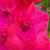 gladioluscfloteasernagc1a