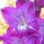gladioluscflothekingskissesnagc1a