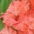 gladioluscflotsolumnagc1a