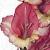 gladiolusfflowondrousnagc1a1