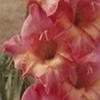 gladiolusffloraspberrycreamnagc