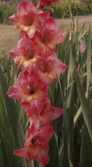 gladiolusfflohraspberrycreamnagc
