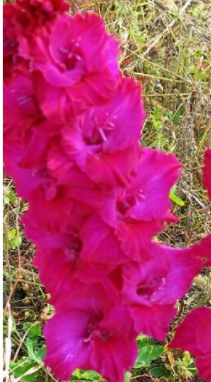 gladiolusfflohroyaltouchnagc