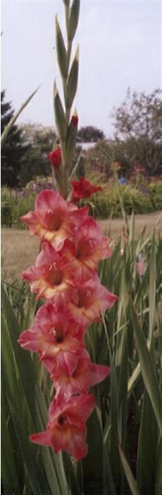 gladiolusfforgraspberrycreamnagc