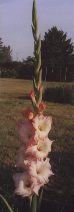 gladiolusfforgreflectionnagc