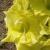 gladioluscflograndgirlnagc1a1
