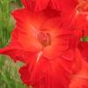 gladiolusffloscarletstarletnagc