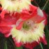 gladiolusffloshenanigansnagc