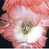 gladiolusfflosuperiorchampnagc