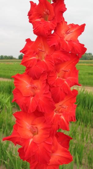 gladiolusfflohscarletstarletnagc