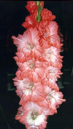 gladiolusfflohsuperiorchampnagc