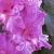 gladioluscflofrostedgrapenagc1a