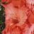 gladioluscflohuroncountynagc1a1