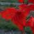 gladioluscflomirellarvroger1a1
