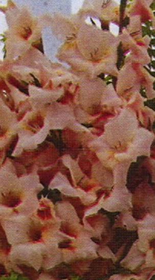gladiolusfflohurvashinagc