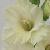 gladioluscflocreamofthecropncoe1a1
