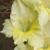 gladioluscflolemonmeringuenagc1a1