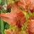 gladioluscflopeppinagc1a