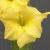 gladioluscflotesoroncoe1a1a