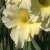 gladiolusffloyellowcharmnagc