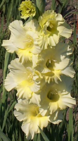 gladiolusfflohyellowcharmnagc