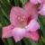 gladioluscflocharmingbeautyrvroger1a1